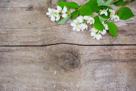 White flower or jasmine on the wood backgroundの写真素材