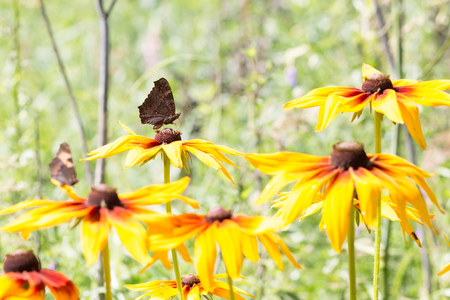 butterflies collect nectar from yellow flowers in Sunny weatherの写真素材
