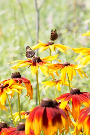 butterflies collect nectar from yellow flowers in Sunny weatherの写真素材