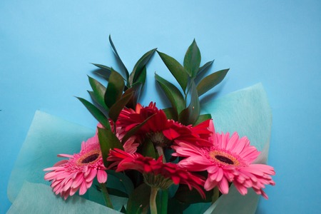 bouquet of pink and red gerberas on a blue backgroundの写真素材
