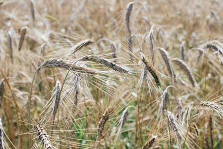 close up field with rye ears, agricultural background