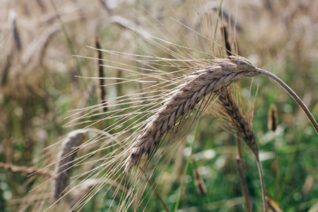 close up field with rye ears, agricultural backgroundの写真素材