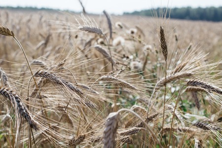 close up field with rye ears, agricultural backgroundの写真素材