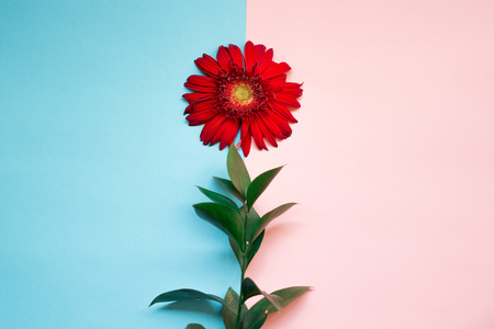 minimalist Flat lay, pastel colors, gerbera flower, green branch on the pink blue backgroundの写真素材