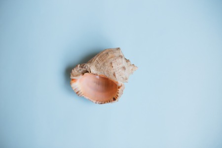 top view seashell on a light blue background with copy space. Summer holidays conceptの写真素材