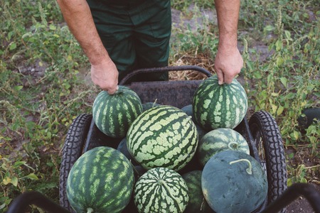 a man collects watermelons in a cart, harvest season