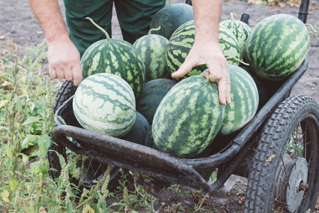 a man collects watermelons in a cart, harvest seasonの写真素材