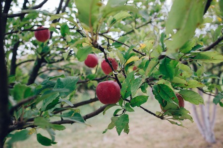 close up Ripe Apples in Orchard, harvest seasonの写真素材