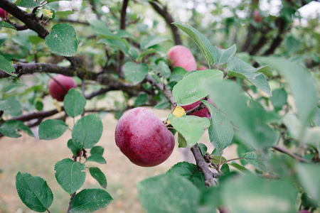 close up Ripe Apples in Orchard, harvest season