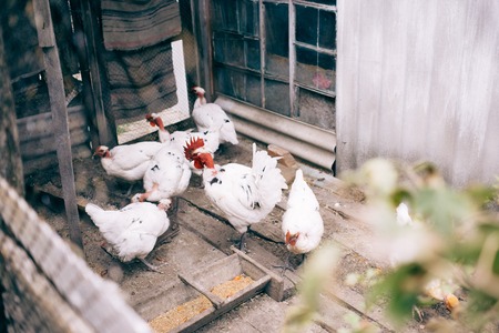 A white rooster and a white hen in a henhouse. halasana breed chickensの写真素材