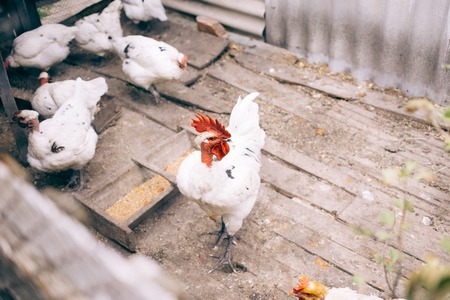 A white rooster and a white hen in a henhouse. halasana breed chickensの写真素材