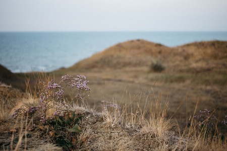 view of the sea, coastline, lilac flowers summer landscapeの写真素材