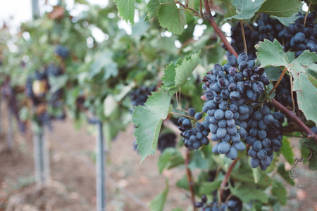 Nature background with vineyard in autumn harvest. Juicy bunches of grapes on a grape plantationの写真素材