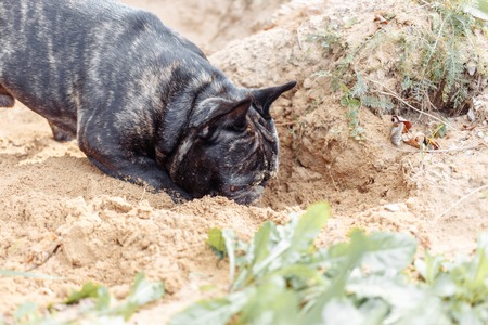 French bulldog digging in the sand, a dog huntingの写真素材