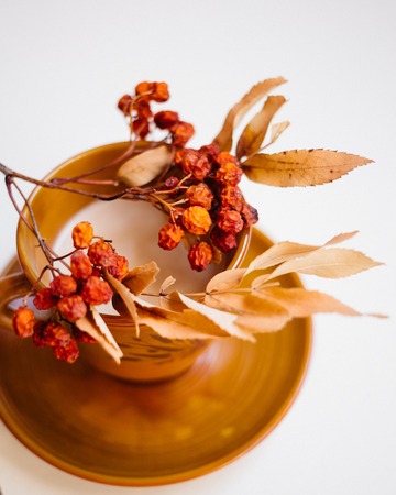 autumn decoration of Cup of tea, Rowan berries on white background