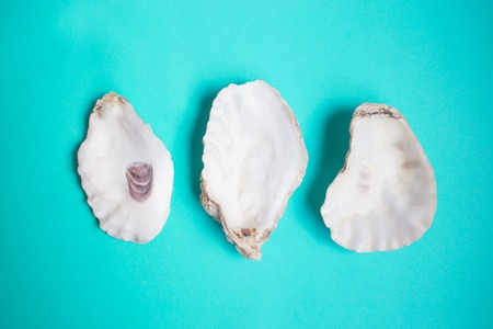 Summer sea background - three shells on a blue mint background.