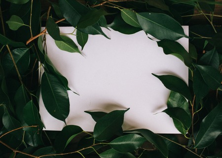 Paper Card Mockup on a Green Leavesの写真素材