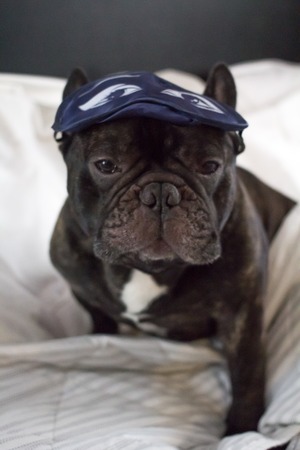 french bulldog dog dreaming with eye mask in bedの写真素材