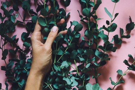 woman hands holding green Silver dollar Eucalyptus cinerea branches on pink background. Floral compositionの写真素材