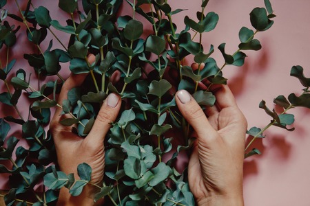 woman hands holding green Silver dollar Eucalyptus cinerea branches on pink background. Floral compositionの写真素材
