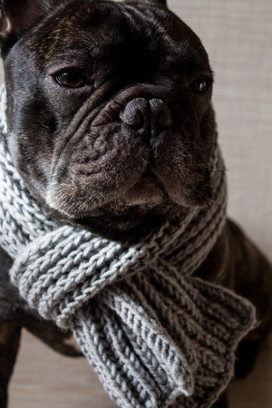 Close up French bulldog with a knitted warm scarf, cute cozy black dog.の写真素材