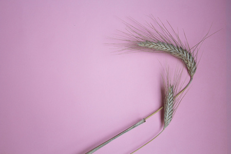 wheat ear close-up on a pink background, copy spaceの写真素材