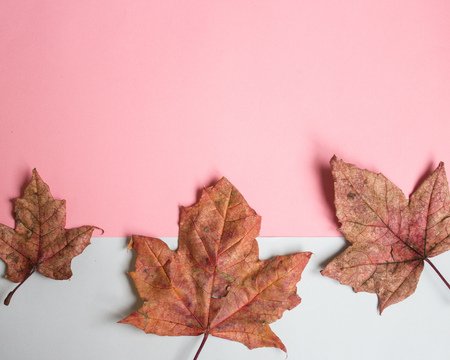 Flat lay red autumn maple leaves on pastel pinl background, copy spaceの写真素材