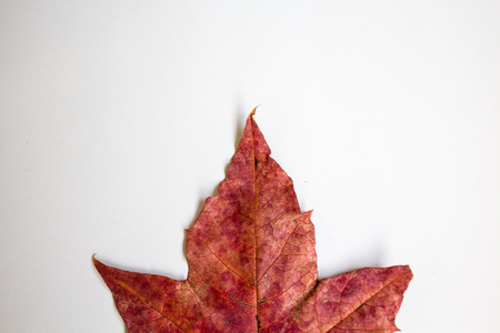 Close up red autumn maple leaves on white background, copy spaceの写真素材