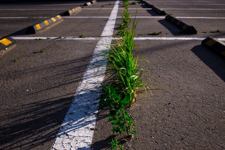 grass growing through the asphalt in the Parking lot in summerの写真素材