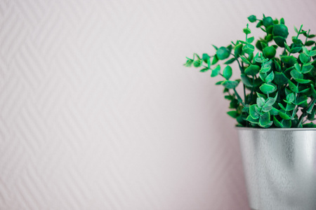 green plant in a metal bucket on a pink background,の写真素材