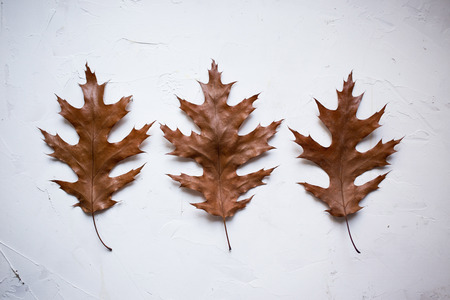 colorful autumn leaves on white textured backgroundの写真素材
