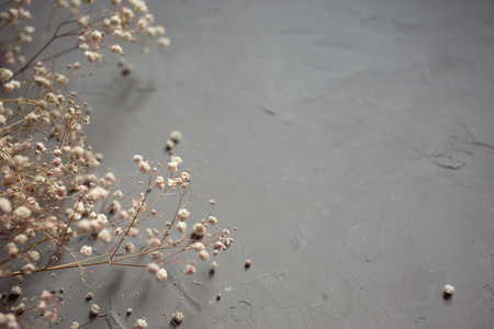 bouquets of a white dry gypsophila flower on gray background. top view.