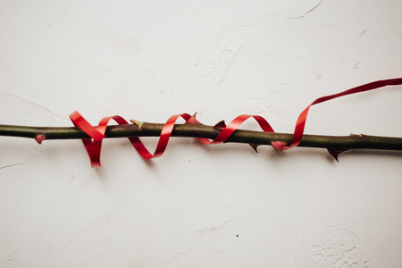 Single stem of a rose with thorns and red ribbon on white plastered background, copy spaceの写真素材