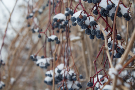 the berries of the maiden grape the under the snow, frozen grape vine outdoorsの写真素材