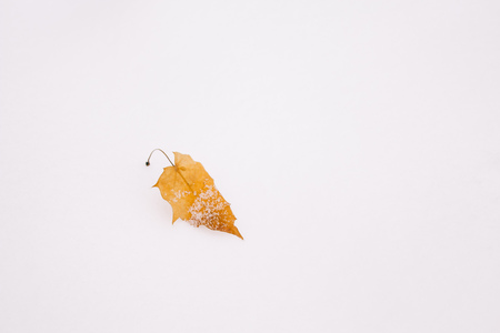 Yellow fallen leaf on the snow. Autumn or winter background, copy space.の写真素材