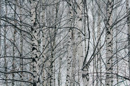 black and white birches in birch grove, winter landscape, wood textureの写真素材