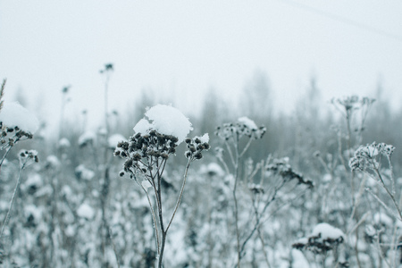 plants in a snow-covered field, Beautiful winter landscape with snowの写真素材