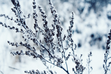 plants in a snow-covered field, Beautiful winter landscape with snowの写真素材
