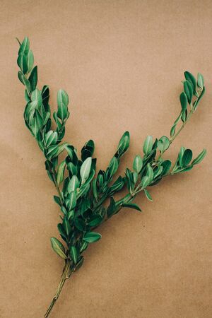greeting card with green branches on yellow brown background copy space