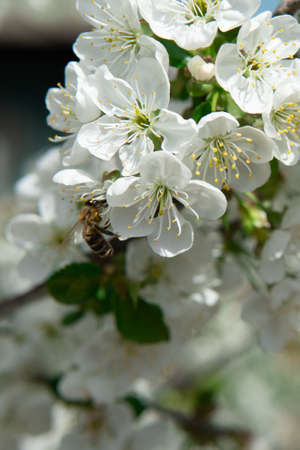 A flowering plum branch with a bee on the inflorescence.の写真素材