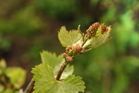 A small juicy sprout of grapes with the ovary of a future bunch. A young vine in a vineyard at dawn. close-up.selective focusの写真素材
