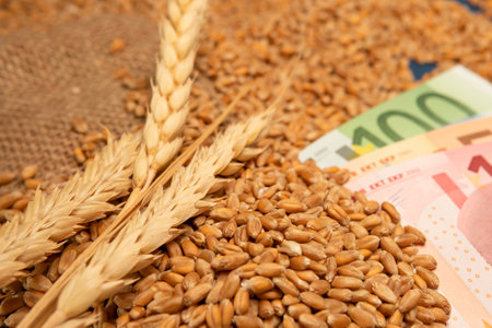 Ears of wheat and grains on the background of the euro banknote. The concept of harvesting, exporting, importing, drought in hot countries. Lack of bread.の写真素材