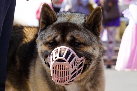 the photo image American Akita. Serious, dangerous breed, in-training dog show, reportageの写真素材