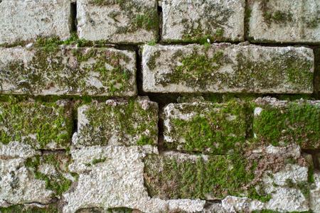 An old brick wall with mossの写真素材