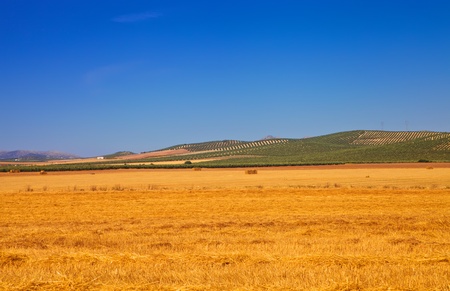 Field with dry, yellow grass and blue sky, Lanscape of Andalusia, Spain