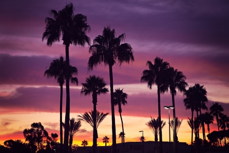 Beautiful sunset in tropics with palm trees