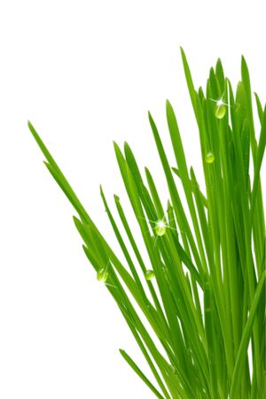Green grass isolated, over white background with copy space.の写真素材