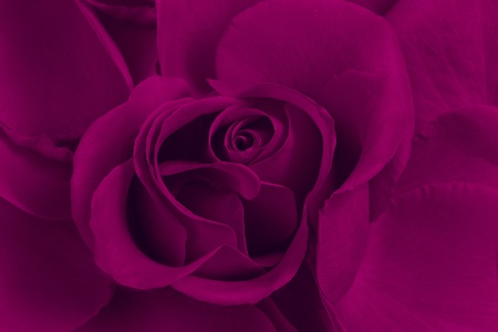 Purple rose close up, creative workの写真素材