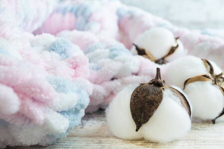 Delicate white cotton flowers close up on pink and blue knitted fabric.の写真素材