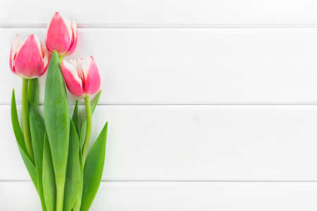 Three pink and white tulips on white wooden background. Celebration concept, top view, copy space.の写真素材